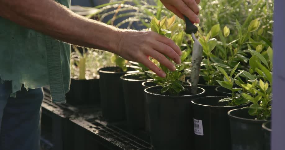 Man puts dirt on a potted plant