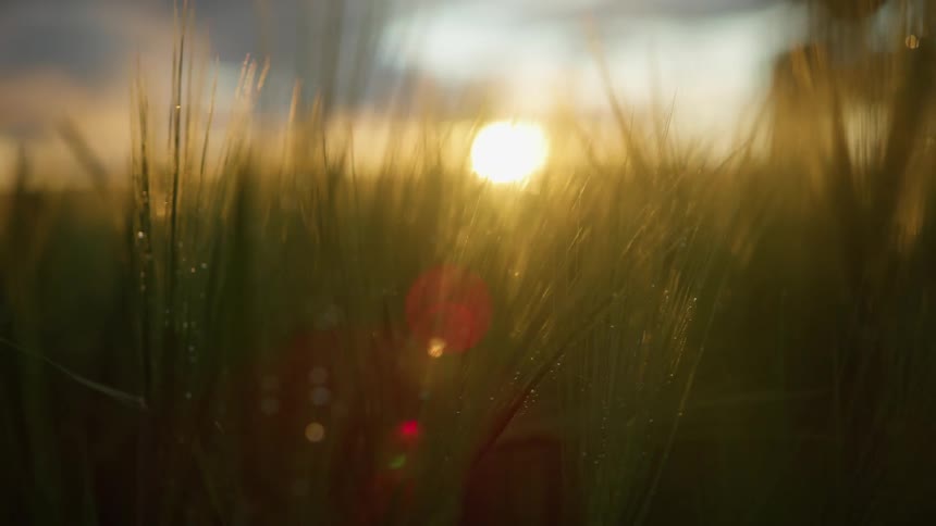 View of a barley field at sunset