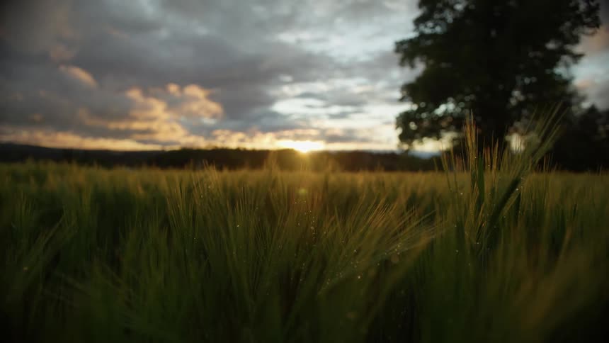 Sun shines on grass in a field as it sets in a cloudy sky