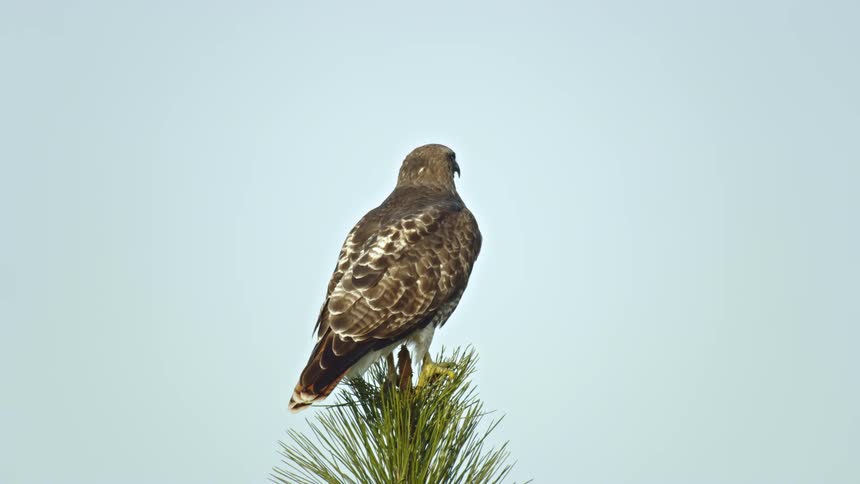 A Red-Tail hawk  sits on a tree top and looks around while hunting for an evening meal
