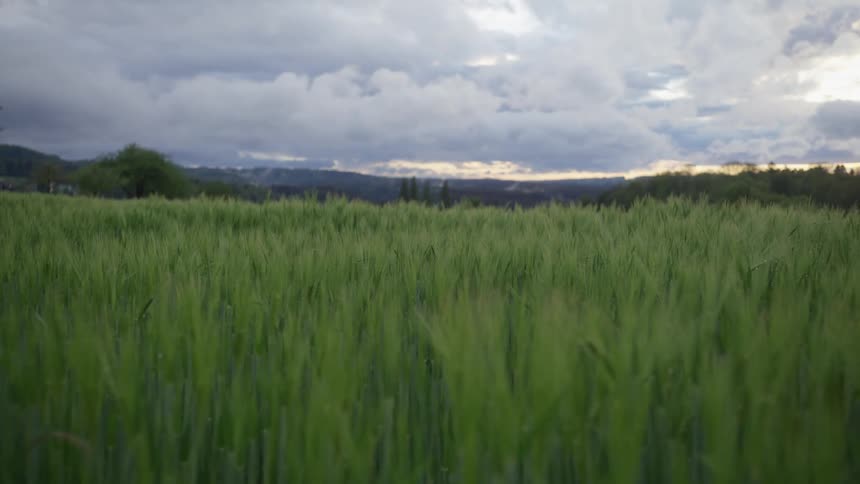 A field of tall grass under a cloudy sky