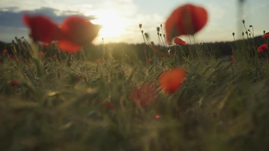 Sun shines from cloudy sky onto field of red wildflowers