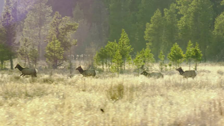 A herd of elk migrate through pristine wilderness wetlands