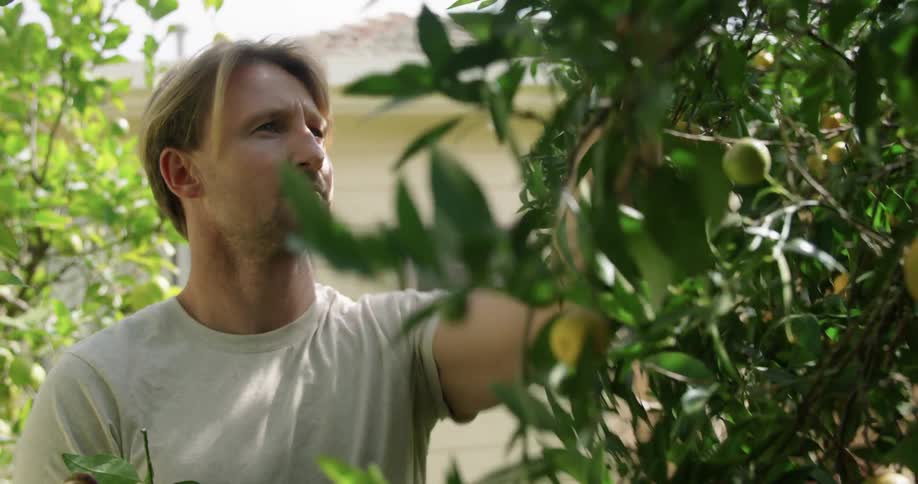 A man picks fruit off a tree