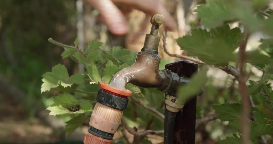 A person turning a faucet with a hose attached surrounded by plants with trees in the background