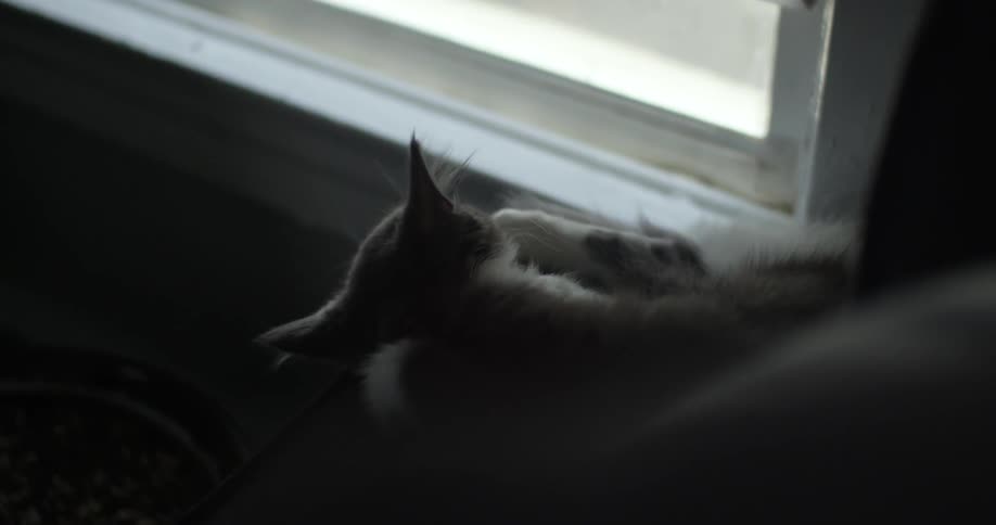 Cats Laying In Apartment