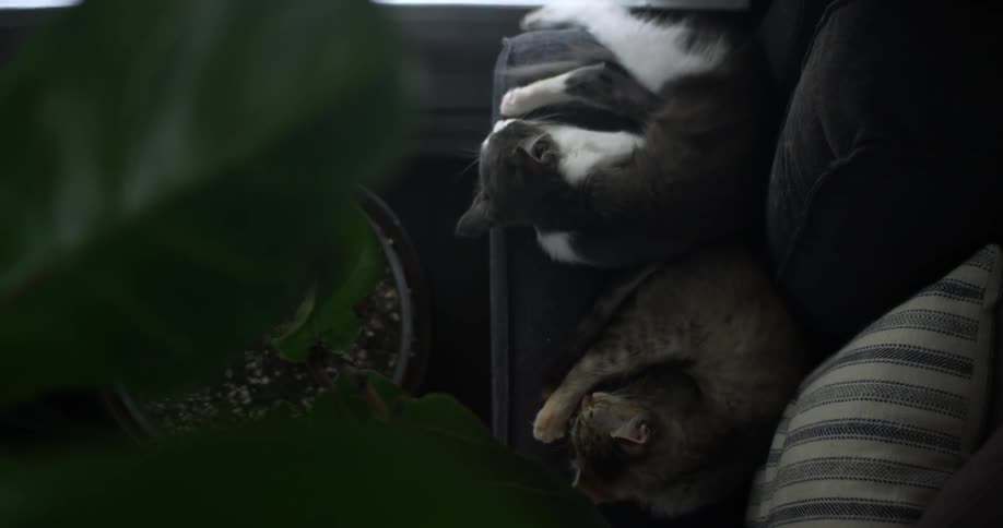 Cats sleeping on a couch