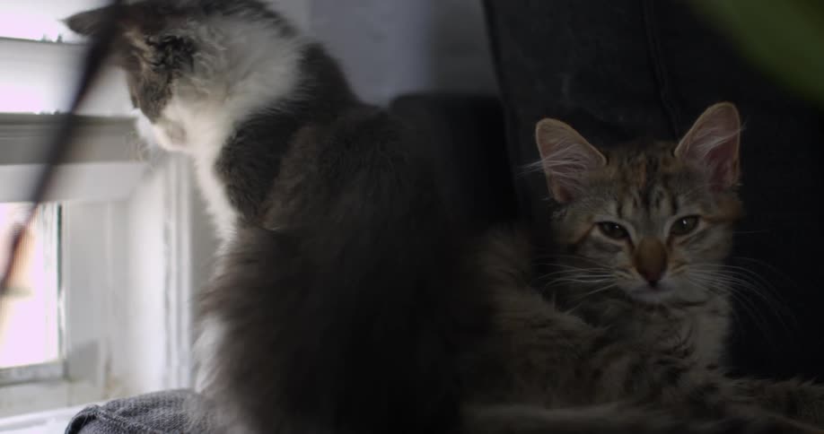 Two cats sit near a windowsill