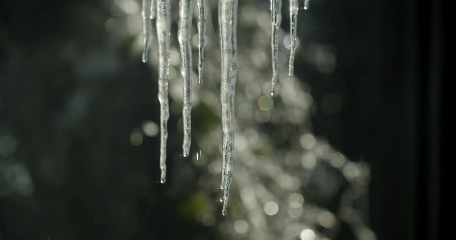 Icicles melting with dripping water with trees in the background