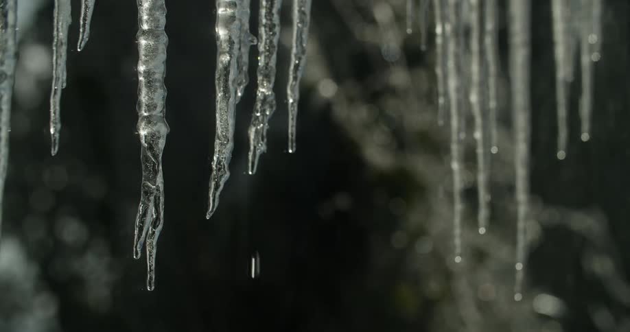 Water dripping from melting icicles in the forest at winter