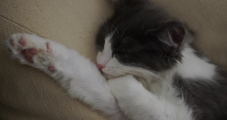 A cat is sleeping on a couch