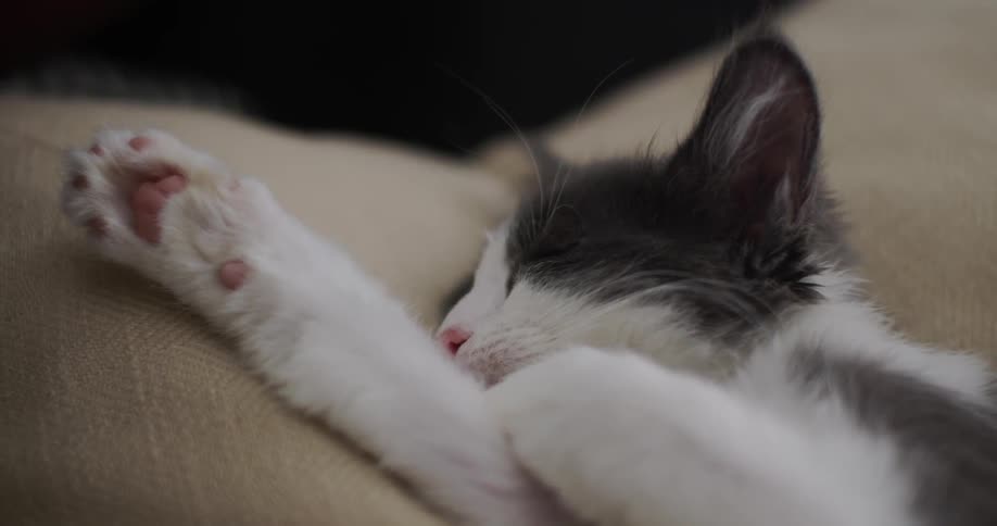 Cats Laying In Apartment