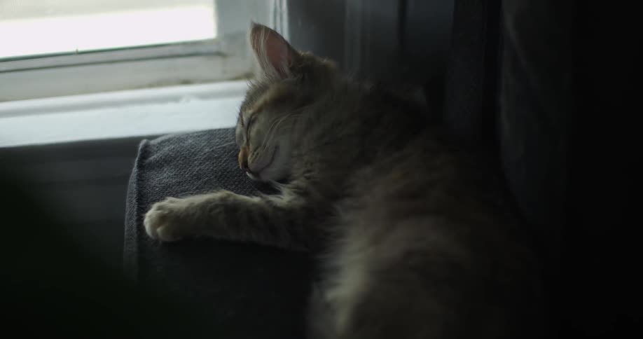 A cat naps in front of a window