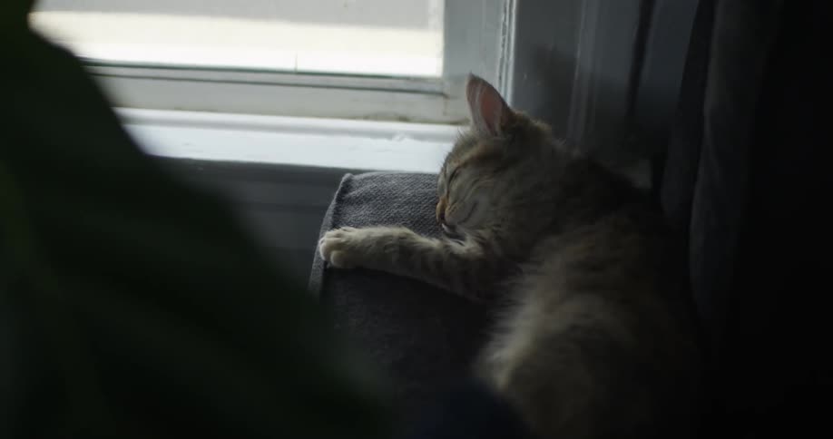 A cat is sleeping by the windowsill