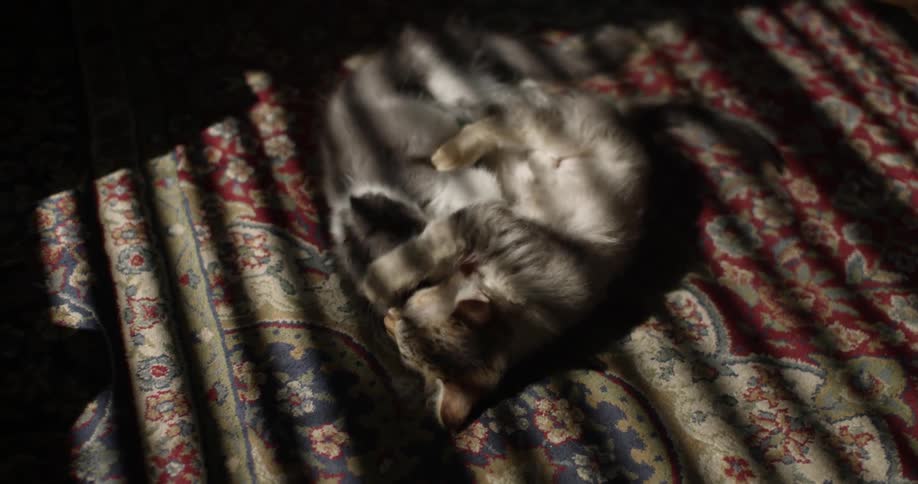 Two kittens lay in the sun play fighting