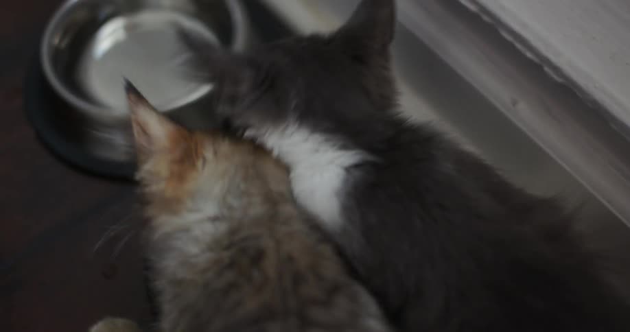 Two cats are eating together