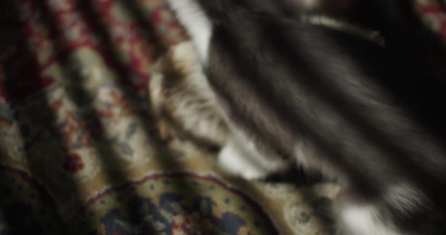 Two cats play fight on a carpet