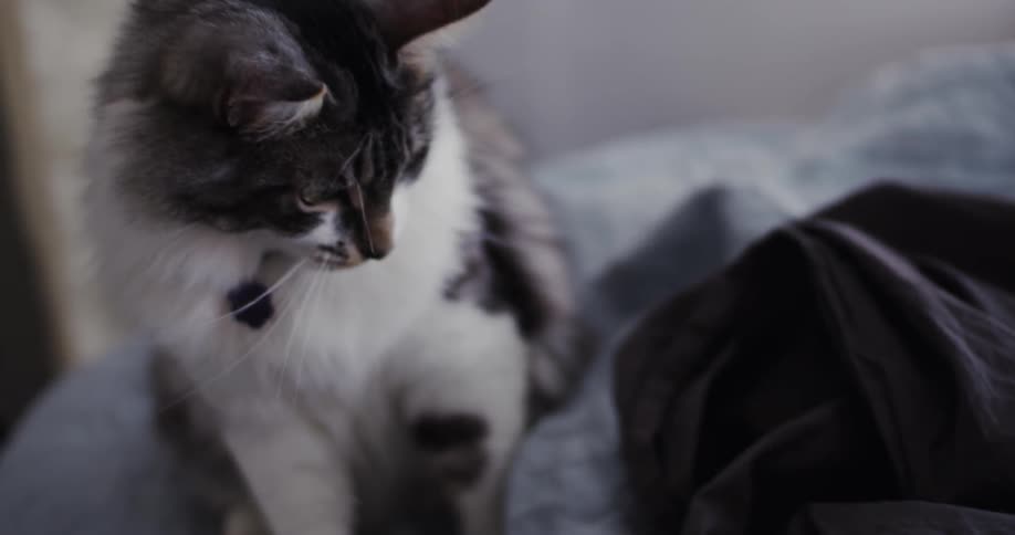 A cat bats at a sheet