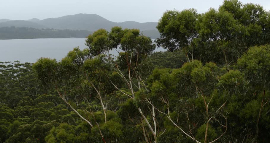 Trees in a forest near a lake with a mountain range on the horizon