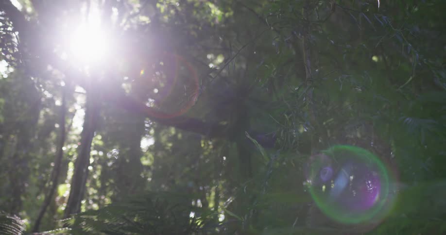 Sunlight shines through tree branches in a forest