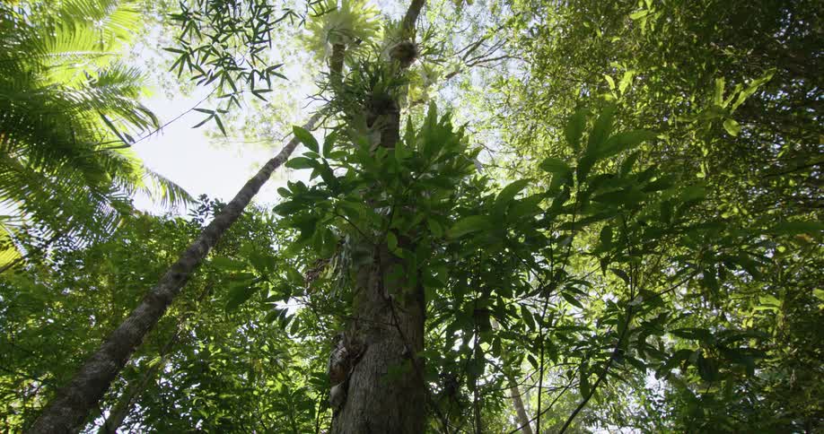 A tall tree in a woodland on a sunny day