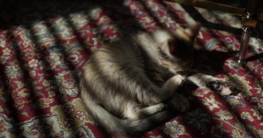 A cat is cleaning itself on a carpet