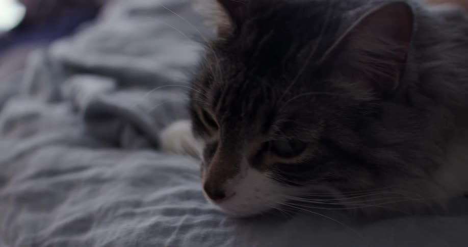 A cat is lying on a bed being petted