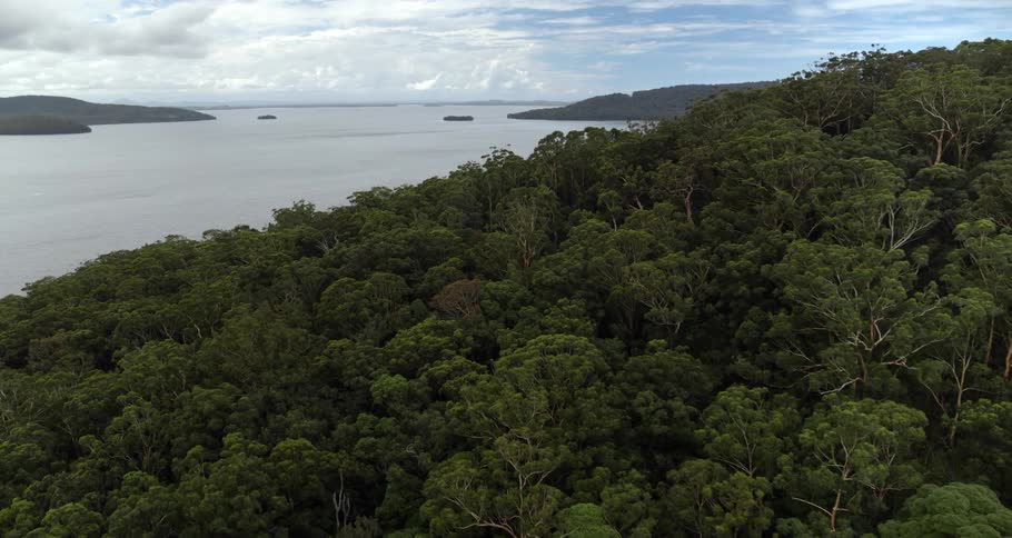 A huge forest lines the river