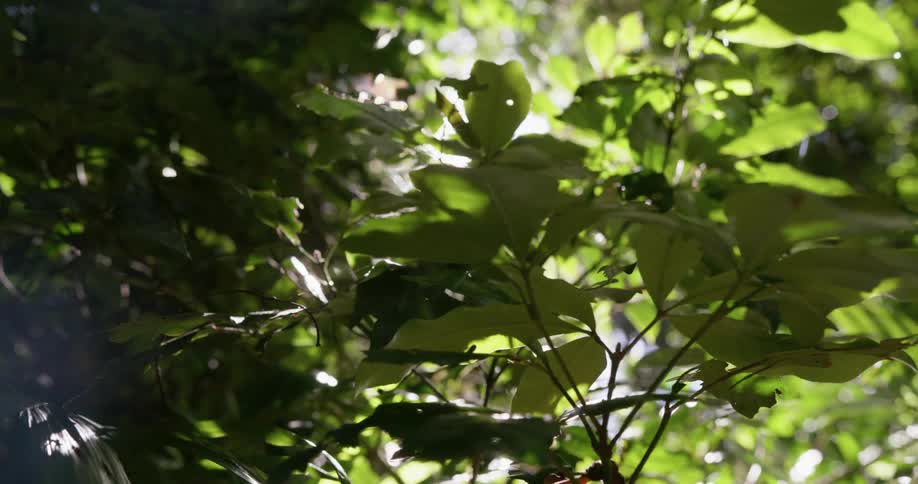 A close up view of trees in a forest