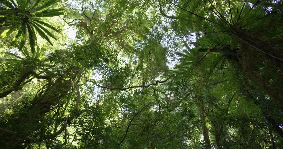 Sunlight filtering through the green canopy of tall palm trees in a tropical forest