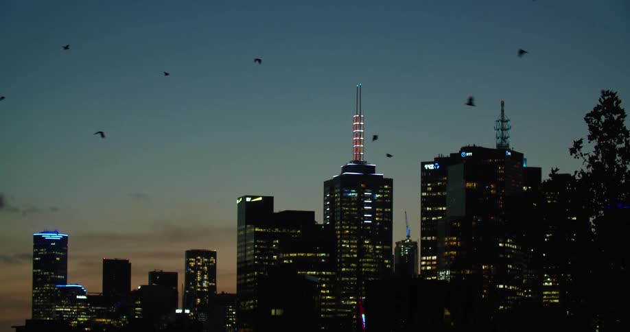 Birds fly over city skyscrapers and buildings at sunrise
