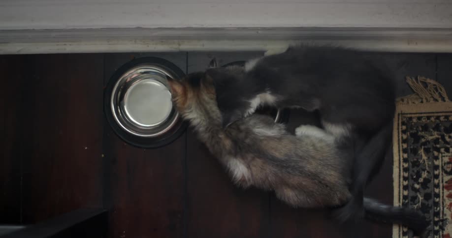 Two kittens eat from the same bowl