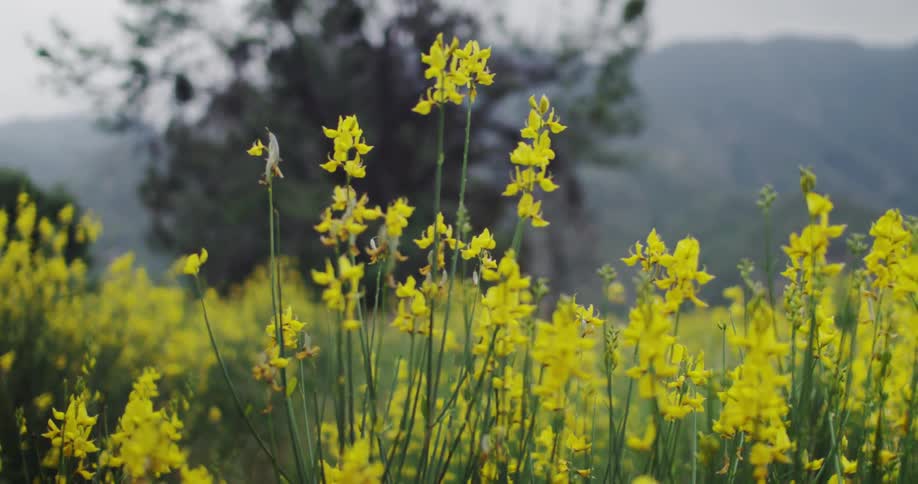 Yellow wildflowers on an overcast day