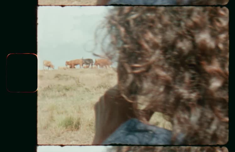 Woman watching cattle grazing in field