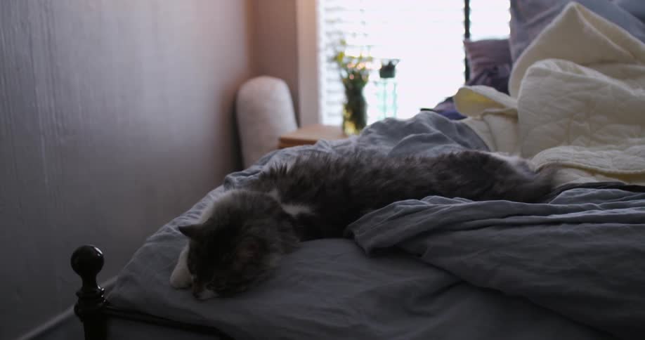 A cat is laying on a large bed