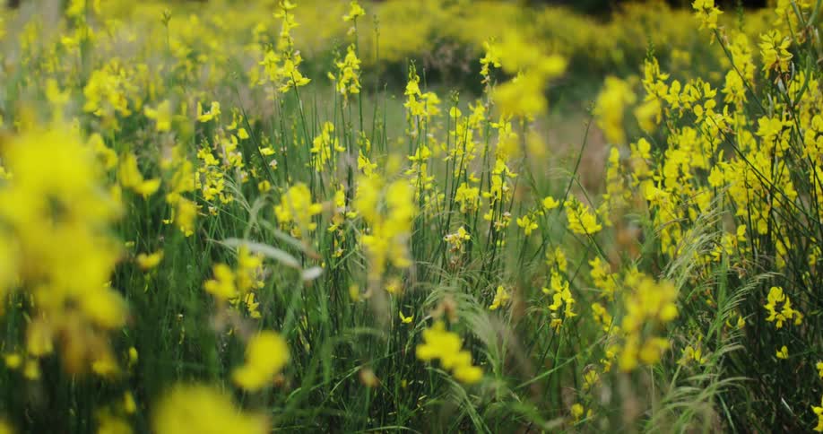 Yellow flowers in a field