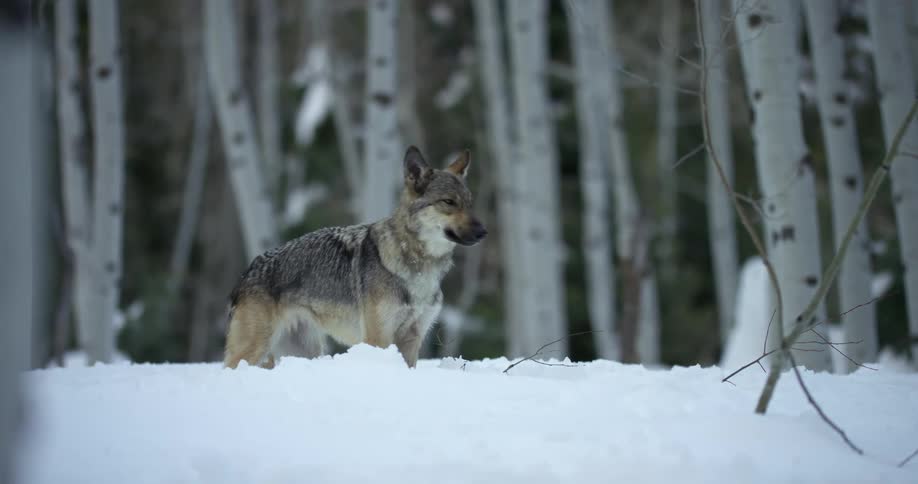A dog in a forest jumping on snow with trees in the background