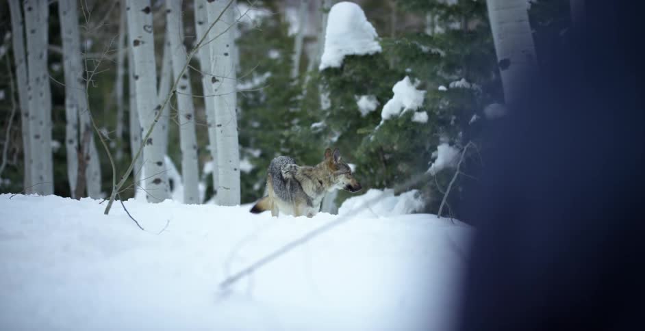 A wolf that is in the forest in the winter