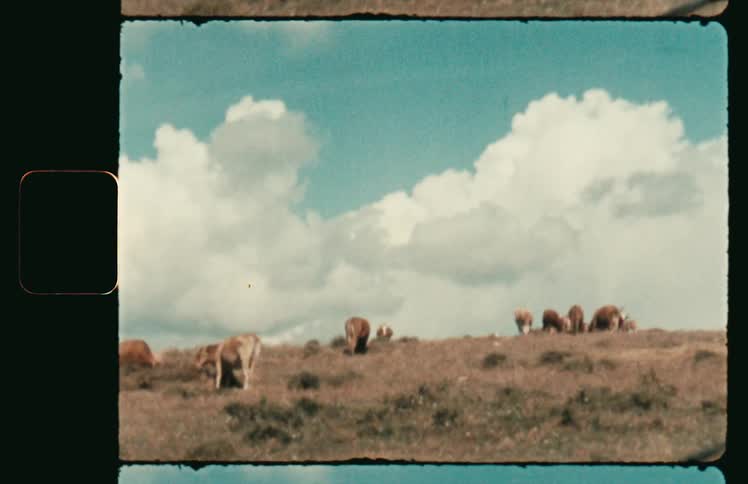 Cows grazing in a field