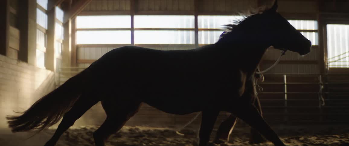 A rancher in a farm house holding a horse on a rope as it runs around in a circle kicking up dust