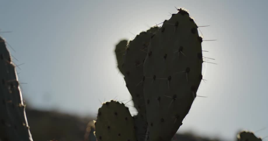 A cactus growing in the desert under a sunny sky