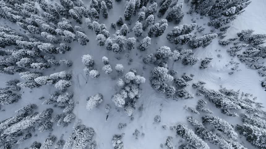Birds eye view of snow covered trees on a steep slope