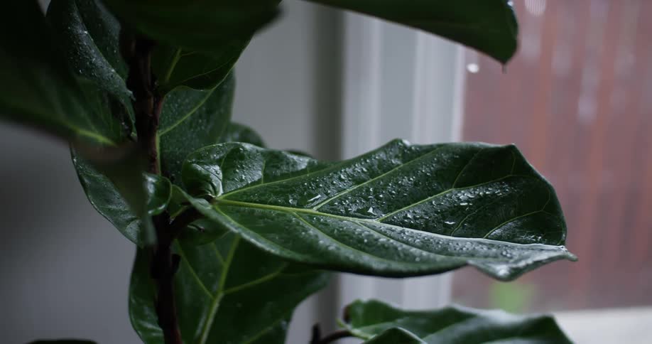 Rainy Day In Apartment
