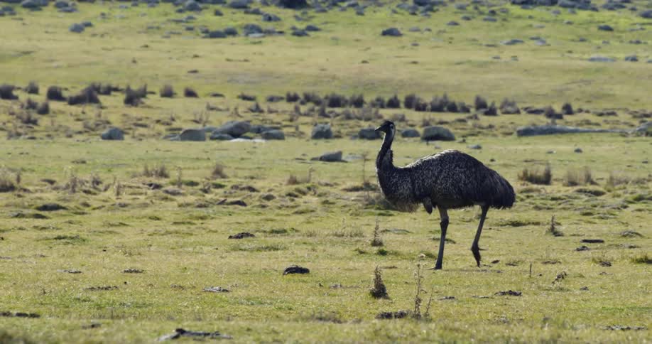 An emu walks across grass and rock terrain