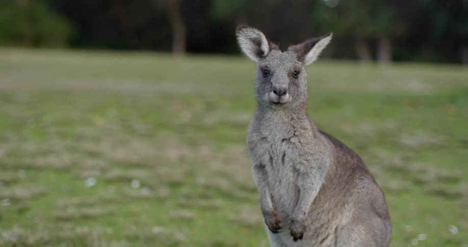 A wallaby standing in a grassy field with trees in the background