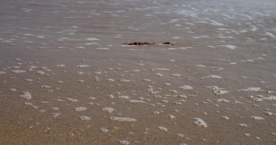Waves lap the sand and leave a piece of seaweed behind