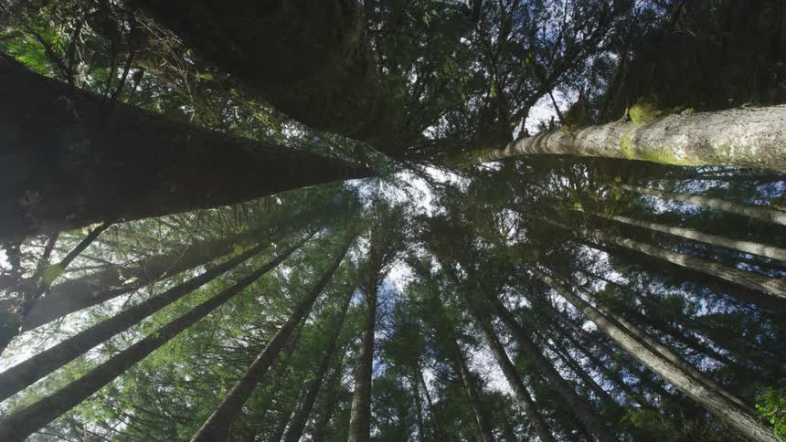 The camera slowly pans right while looking straight up the trunks of old growth pine trees deep in the wilderness as the sun flares pleasingly in the left corner of the frame