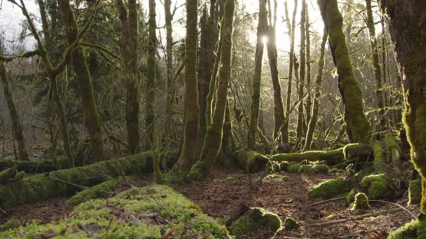Evening sunset light splashes into frame over moss covered trees and logs in early spring just before the plants reemerge after a long winter