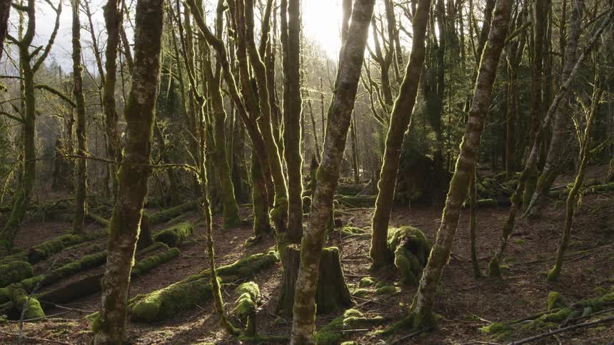 Moss covers fallen trees in forest on sunny day as the hand held camera reveals golden afternoon light spashing onto the lens