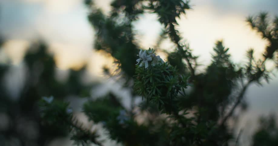 A small bunch of white flowers on the edge of a green branch on a bush outdoors